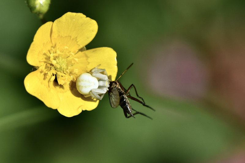 THOMISE. araignée crabe ayant attrapé son déjeuner (le baiser de la mort). ISABELLE TURBAN